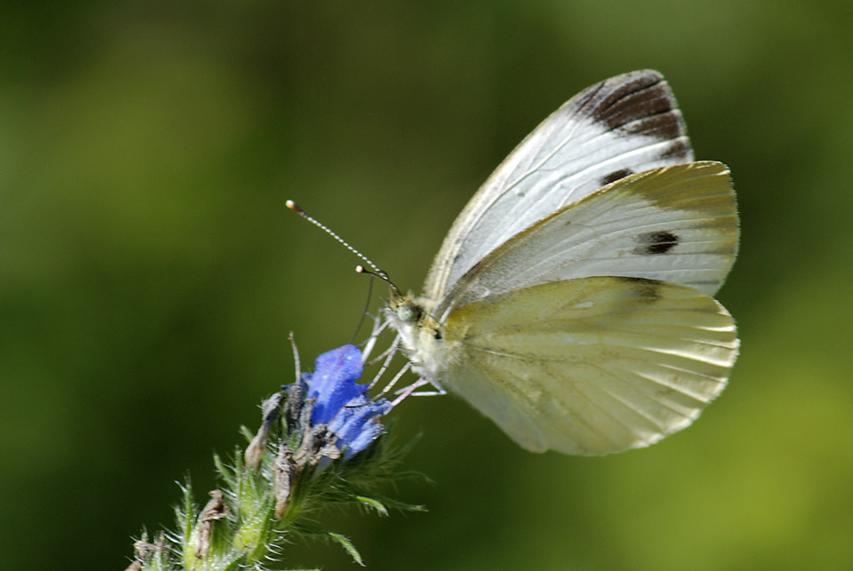 Pieris...sp?